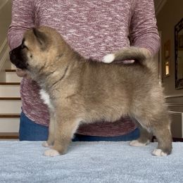 Girl 1 - Red female Akita puppy in Coopersburg, Pennsylvania from Main Street Akitas