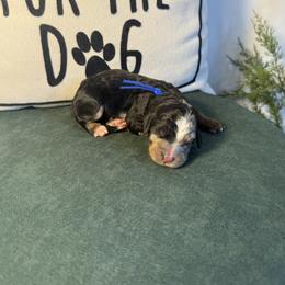 Dark Blue - Merle male Bernedoodle puppy in Bellevue, Iowa from Blended Acres & Kennels