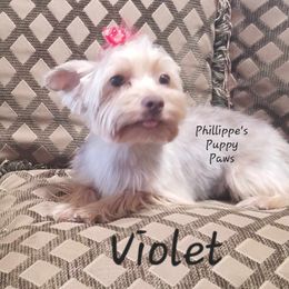 Violet - Yorkshire Terrier