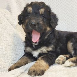 Joy - Phantom female Bernedoodle puppy in Shelton, Washington from NW Bernedoodles of Washington