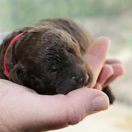 Lagotto Romagnolo Puppies from Royal and Loyal Lagotto Romagnolo