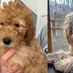 Double Doodle All Grown Up from COCKADOODLEPOO