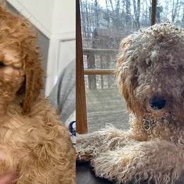 Double Doodle All Grown Up from COCKADOODLEPOO
