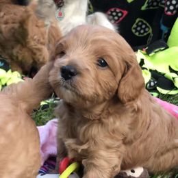 Cavachon, Cavalier King Charles Spaniel, and Cavapoo Puppies from Comfort Cavs