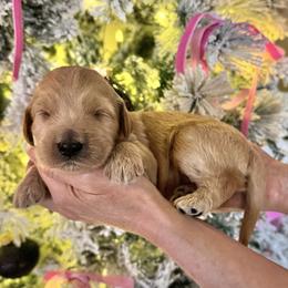 Charlie Brown (Black Collar) - Cream male Goldendoodle puppy in Bay City, Texas from Charming Doods