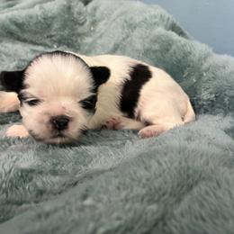 Spot - Black and white male Shih Tzu puppy in Hawthorne, Florida from Simply Southern Shihtzus