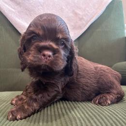 Brown Collar Boy - Black white and tan male Cocker Spaniel puppy in Simms, Texas from Clayton’s Cocker Spaniels