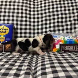 Flash - Black brown and white male Basset Hound puppy in Hurtsboro, Alabama from PARK’s Family Farm