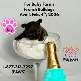 Joy - Tricolors female French Bulldog puppy in Michigan from Fur Baby Farms