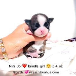 Mini Doll Brindle 9900 - Fawn brindled black female Chihuahua puppy in Santa Rosa Beach, Florida from Eva's Chihuahua