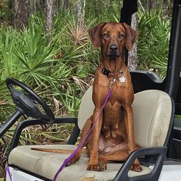 Rhodesian Ridgebacks from Auspicious Acre Rhodesian Ridgebacks