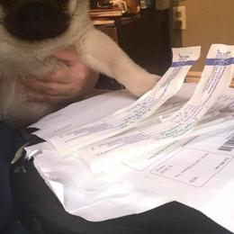 Pug Puppies from Pickwick Pugs