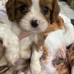 Moet - Blenheim male Cavalier King Charles Spaniel puppy in North Bay Village, Florida from Cynthia's Cavaliers