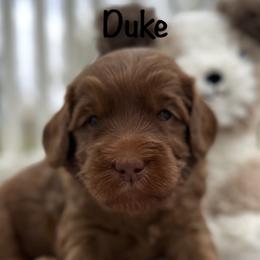 Duke - Caramel red male Australian Labradoodle puppy in Riverside, California from Sycamore Canyon Labradoodle