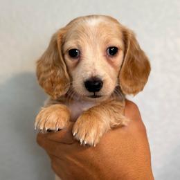 Latte - Cream male Dachshund puppy in Ripon, California from Ripon Dachshunds