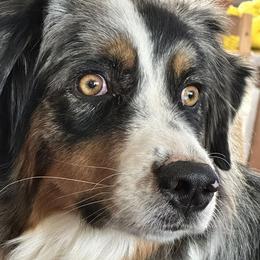 Dolly - Australian Shepherd