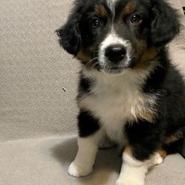 Miniature Australian Shepherd Puppies from Arch Hill Mini Aussies
