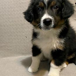Miniature Australian Shepherd Puppies from Arch Hill Mini Aussies