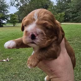 Babe - Red female Cocker Spaniel puppy in Florence, South Carolina from Reddick's American Cocker Spaniels