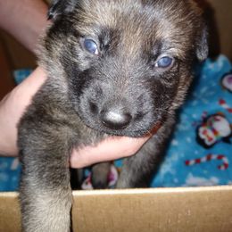 German Shepherd Puppies from Rammstein Kennels