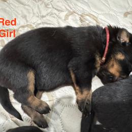 Rottweiler Puppies from Von Der Hügelspitze