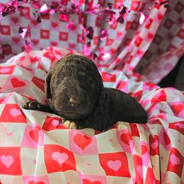 Floppsy - female Newfypoo puppy in Mckenzie, Tennessee from Small Town Doodles & Poodles