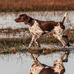 German Shorthaired Pointers and Labrador Retrievers from Uplandhills Kennel