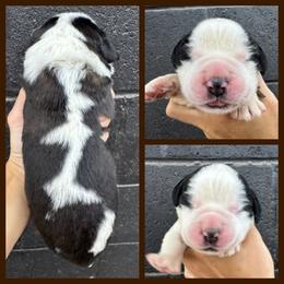 Brown - Mahogany and white male Saint Bernard puppy in Ladysmith, Wisconsin from Northwoods Saint Bernards