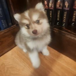 Knox - Chocolate male Pomsky puppy in Michigan from Our Pomsky Yard