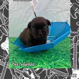 Willie - Liver male Shih Tzu puppy in Beatrice, Nebraska from I Shih Tzu Not Puppies