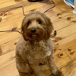 Maggie - Goldendoodle