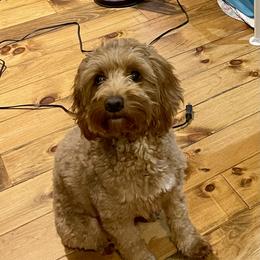 Maggie - Goldendoodle