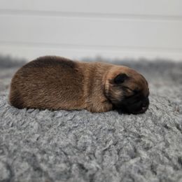Blaze - Tan male Finnish Lapphund puppy in Mount Clemens, Michigan from Tulikettu Kennel