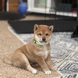Bubba - Red male Shiba Inu puppy in Sharpsburg, Georgia from H & J Shiba Inu’s
