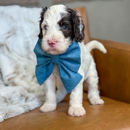 Cappuccino - Parti male Labradoodle puppy in Clovis, California from Delta Doodless