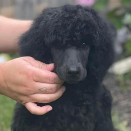 Primrose - Black Poodle puppy in Jessup, Maryland from Altalune Poodles