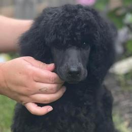 Primrose - Black Poodle puppy in Jessup, Maryland from Altalune Poodles