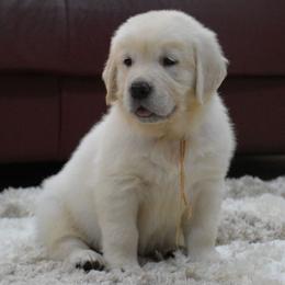 Golden Retriever Puppies from OC Goldens
