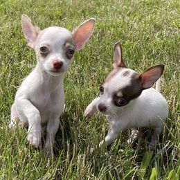 Chihuahuas from My Crzy Chihuahuas