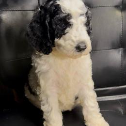 Snow Angel - Parti female Poodle puppy in Corona, California from Garden Of Poodles