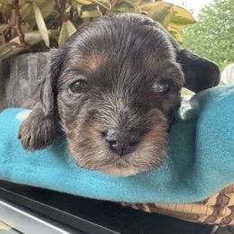 Boomer - Chocolate male Cavapoo puppy in Hesperia, Michigan from Yankee Doodle Dogs