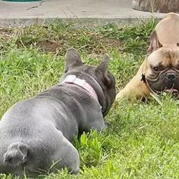 French Bulldogs from Three Vine Frenchies