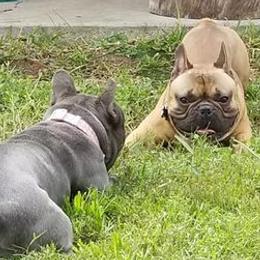 French Bulldogs from Three Vine Frenchies
