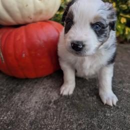 Australian Shepherd Puppies from Blosenski Aussies