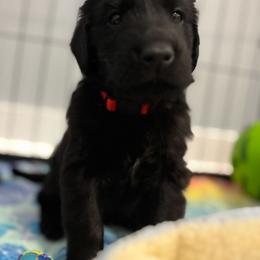 Flat-Coated Retriever Puppies from Flatline Flat-Coated Retrievers