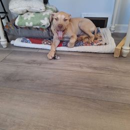 American Pit Bull Terrier Puppies from Mika Tica Kennels
