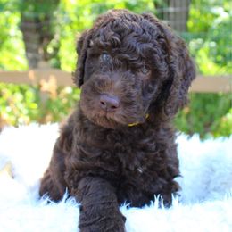 Maverick - Yellow collar - Chocolate male Labradoodle puppy in Grants Pass, Oregon from Oregon Valley Pups