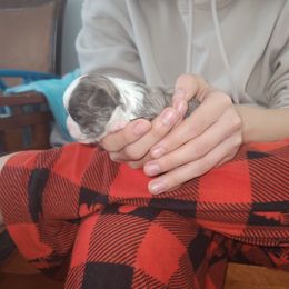 Pompei - Blue and white male Chihuahua puppy in Chambersburg, Pennsylvania from Lil Angel's Chihuahuas