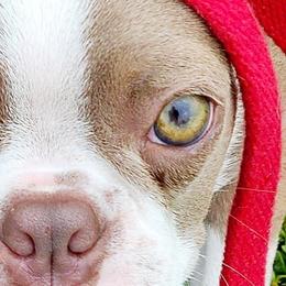 Boston Terriers and Dachshunds from Spruce Valley Miniature Dachshunds & Boston Terriers