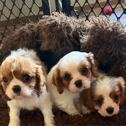 Lil Benedict - Blenheim male Cavalier King Charles Spaniel puppy in Knoxville, Tennessee from Rocky Top Cavapoos